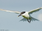 Brandseeschwalbe / Sandwich Tern Brandseeschwalbe / Sandwich Tern