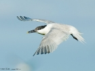 Brandseeschwalbe / Sandwich Tern Brandseeschwalbe / Sandwich Tern