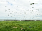 Brandseeschwalben-Kolonie / Sandwich Tern colony Brandseeschwalben-Kolonie / Sandwich Tern colony