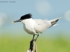 Brandseeschwalbe / Sandwich Tern Brandseeschwalbe / Sandwich Tern