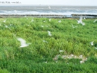 Brandseeschwalben-Kolonie / Sandwich Tern colony Brandseeschwalben-Kolonie / Sandwich Tern colony