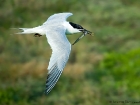 Brandseeschwalbe / Sandwich Tern Brandseeschwalbe / Sandwich Tern