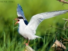 Flussseeschwalbe / Common Tern Flussseeschwalbe / Common Tern