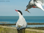 Küstenseeschwalben / Arctic Terns Küstenseeschwalben / Arctic Terns