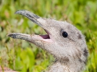 Juvenile Mantelmöwe / Juvenile Great Black-backed Gull Juvenile Mantelmöwe / Juvenile Great Black-backed Gull