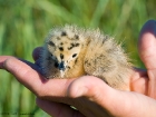 Silbermöwen-Küken / Herring Gull chick Silbermöwen-Küken / Herring Gull chick