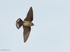 Pale Rock Martin / Steinschwalbe