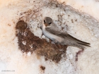 Pale Rock Martin / Steinschwalbe