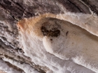 Pale Rock Martin / Steinschwalbe