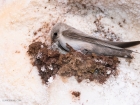 Pale Rock Martin / Steinschwalbe