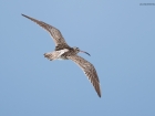Regenbrachvogel / Whimbrel Regenbrachvogel / Whimbrel