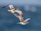 Regenbrachvogel / Whimbrel Regenbrachvogel / Whimbrel