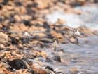 Regenbrachvogel / Whimbrel Regenbrachvogel / Whimbrel