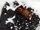 Rote Klippenkrabbe / Sally Lightfoot Crab Rote Klippenkrabbe / Sally Lightfoot Crab