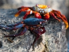 Rote Klippenkrabbe / Sally Lightfoot Crab Rote Klippenkrabbe / Sally Lightfoot Crab