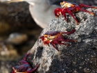 Rote Klippenkrabbe / Sally Lightfoot Crab Rote Klippenkrabbe / Sally Lightfoot Crab