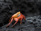 Rote Klippenkrabbe / Sally Lightfoot Crab Rote Klippenkrabbe / Sally Lightfoot Crab