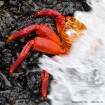 Rote Klippenkrabbe / Sally Lightfoot Crab Rote Klippenkrabbe / Sally Lightfoot Crab