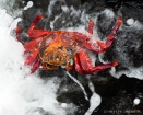 Rote Klippenkrabbe / Sally Lightfoot Crab Rote Klippenkrabbe / Sally Lightfoot Crab
