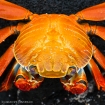 Rote Klippenkrabbe / Sally Lightfoot Crab Rote Klippenkrabbe / Sally Lightfoot Crab
