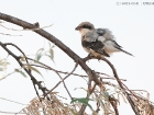 Schwarzstirnwürger / Lesser Grey Shrike Schwarzstirnwürger / Lesser Grey Shrike