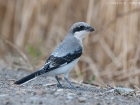 Schwarzstirnwürger / Lesser Grey Shrike Schwarzstirnwürger / Lesser Grey Shrike