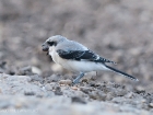 Schwarzstirnwürger / Lesser Grey Shrike Schwarzstirnwürger / Lesser Grey Shrike