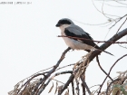 Schwarzstirnwürger / Lesser Grey Shrike Schwarzstirnwürger / Lesser Grey Shrike