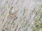 Seggenrohrsänger / Aquatic Warbler Seggenrohrsänger / Aquatic Warbler