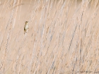 Seggenrohrsänger / Aquatic Warbler Seggenrohrsänger / Aquatic Warbler