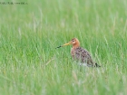 Uferschnepfe / Black-tailed Godwit Uferschnepfe / Black-tailed Godwit