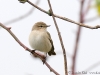 siberian-chiffchaff-taigazilpzalp2 siberian-chiffchaff-taigazilpzalp2
