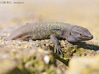 Kanareneidechse / Tenerife Lizard