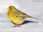 Kanarengirlitz / Atlantic Canary