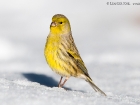 Kanarengirlitz / Atlantic Canary