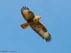MÃ¤usebussard / Common Buzzard