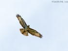 MÃ¤usebussard / Common Buzzard