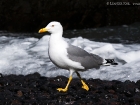 MittelmeermÃ¶we / Yellow-legged Gull