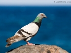 Felsentaube / Rock Dove