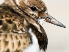 SteinwÃ¤lzer / Ruddy Turnstone