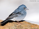 Teydefink / Blue Chaffinch