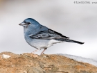 Teydefink / Blue Chaffinch