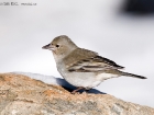 Teydefink / Blue Chaffinch