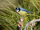 Blaumeise / Blue Tit