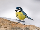 Blaumeise / Blue Tit