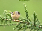 Teneriffa-GoldhÃ¤hnchen / Tenerife Goldcrest