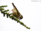 Teneriffa-GoldhÃ¤hnchen / Tenerife Goldcrest