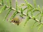 Teneriffa-GoldhÃ¤hnchen / Tenerife Goldcrest