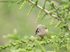 Teneriffa-GoldhÃ¤hnchen / Tenerife Goldcrest