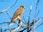 Turmfalke / Common Kestrel